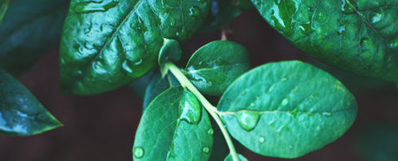 wet green blueberry bushes with a drop of water close up. natural leaves background. bannerの写真素材