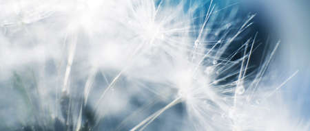a drop of water on a dandelion.dandelion seed on a blue abstract floral background with copy space close-up. banner.の写真素材