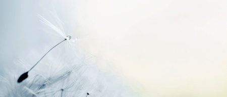 a drop of water on a dandelion.dandelion seed on a blue abstract floral background with copy space close-up. banner.の写真素材