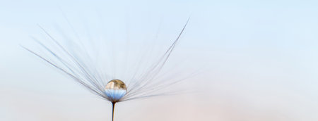 a drop of water on a dandelion.dandelion seed on a blue abstract floral background with copy space close-up. banner.の写真素材