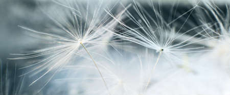 a drop of water on a dandelion.dandelion seed on a blue abstract floral background with copy space close-up. banner.の写真素材