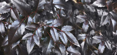 a purple bush leaves close. nature spring background. bannerの写真素材