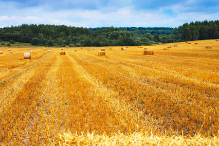 Beautiful landscape with hay straw bales after harvest in summer. Haystacks on the fieldの写真素材