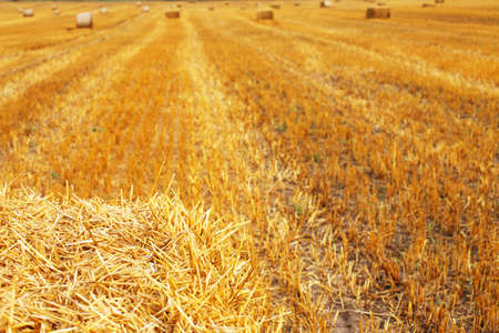 Beautiful landscape with hay straw bales after harvest in summer. Haystacks on the fieldの写真素材