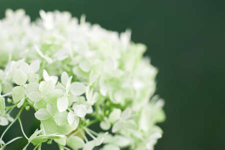 white hydrangea flower with copy space on a green leaves background in the garden.の写真素材