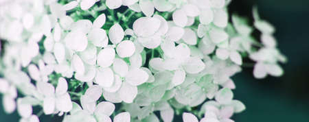 white hydrangea flower with copy space on a green leaves background in the garden. banner