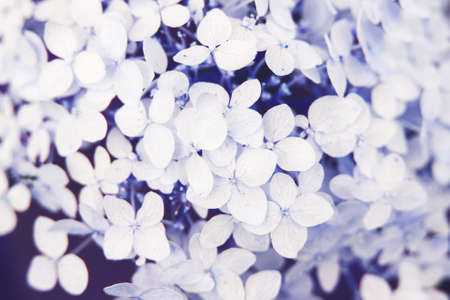 white hydrangea flower background in the garden.の写真素材