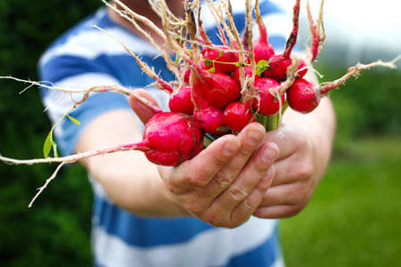 mans hands hold the harvest of the radish plucked from the gardenの写真素材
