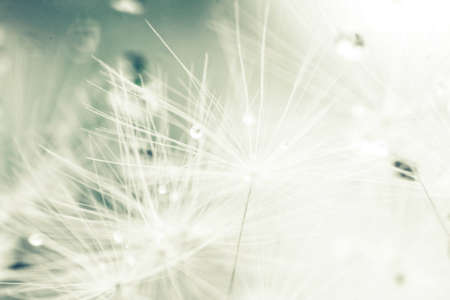 dandelion seeds with drops of water on a blue background  close-upの写真素材