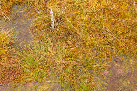 Autumn landscape in the swamp lakes. Berezinskiy National Park, Belarus.の写真素材