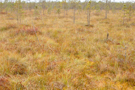 Autumn landscape in the swamp lakes. Berezinskiy National Park, Belarus.の写真素材