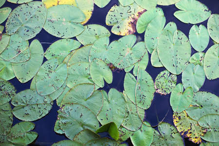 Top View of green Water lily leaves in a pond. lotus flower backgroundの写真素材