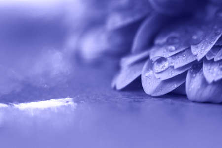 purple Gerbera flower petals with drops of water. abstract background. Very periの写真素材
