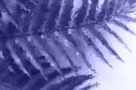 abstract floral background with purple palm tropical leaves under water.の写真素材