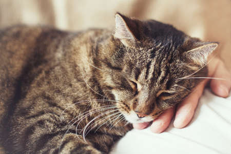 cute gray domestic cat is sleeping on the chest of the owner.の写真素材