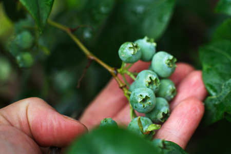 woman's hand holding the branch of unripe blueberry in the gardenの写真素材