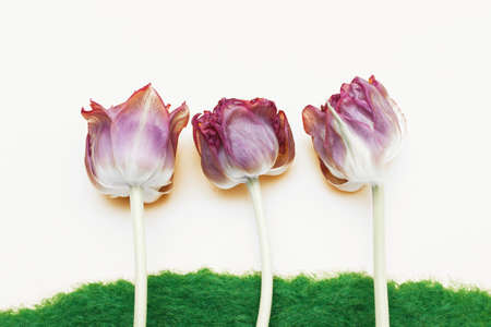 Flowers tulips on the decorative green grass on a white background. spring or summer conceptの写真素材