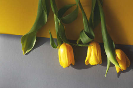 Yellow tulips on a yellow and gray background in hard light. view from above.の写真素材