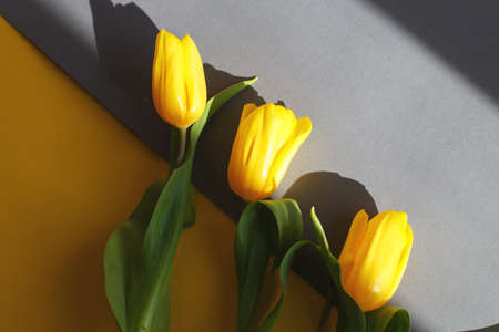 Yellow tulips on a yellow and gray background in hard light. view from above.の写真素材