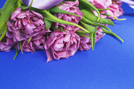 purple flowers tulips on a blue background with copy spaceの写真素材