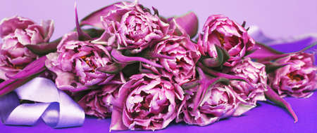 purple flowers tulips background with copy space. bannerの写真素材