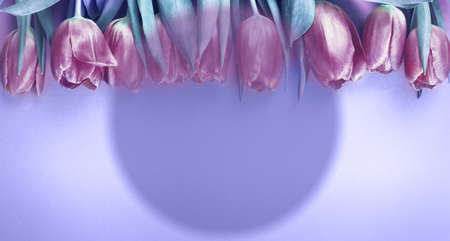 Pink fresh flowers tulips background with a copy space. romantic composition. Flat lay, top view.の写真素材