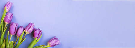 Purple bouquet of flowers tulips background on veri peri background. Flat lay, top view. bannerの写真素材