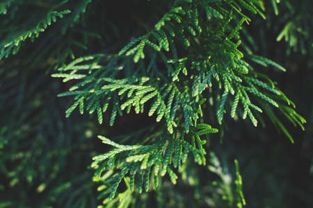 a thuja close up. thuja branch backgroundの写真素材