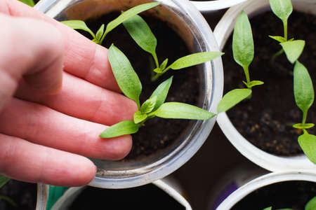 female hand holding tomato seedlings growing on a windowsill of the house. top viewの写真素材