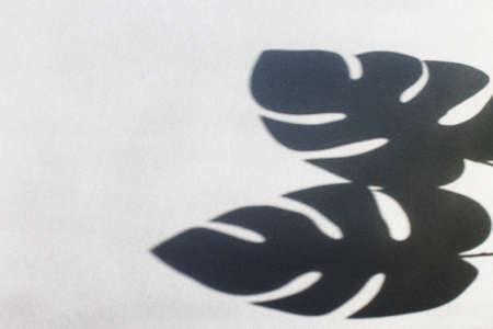 monstera leaf shadow on gray background with space for text. nature backgroundの写真素材