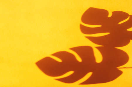 monstera leaf shadow on orange background with space for text. nature backgroundの写真素材