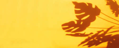 monstera leaf shadow on orange background with space for text. nature backgroundの写真素材