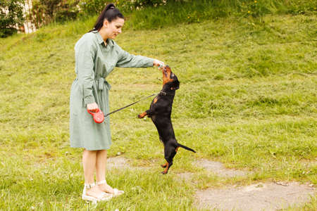 dachshund dog jumping for a stick on a field with green grass. woman play with her dogの写真素材