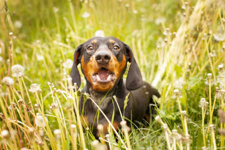 portrait of a dachshund in a field of dandelions. dog barking.の写真素材