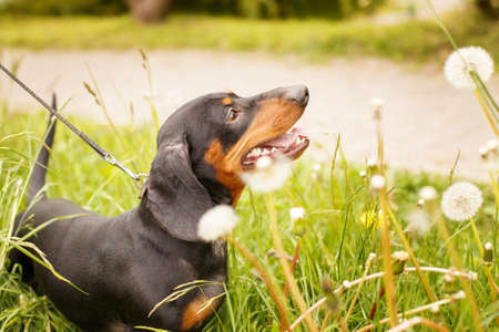 portrait of a cute dachshund dog in a field of dandelions.の写真素材