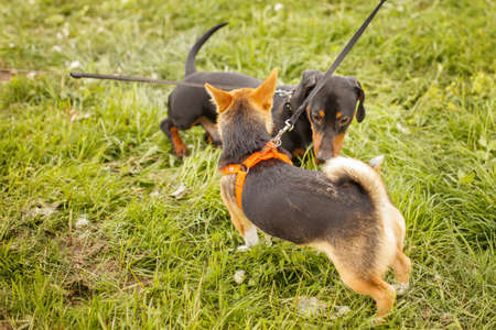 two dogs sniffing each other outside in greeting.