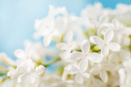 white lilac flower branch on a blue background with copy space for your text.の写真素材