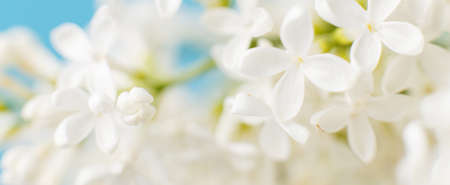 white lilac flower branch on a blue background with copy space for your text.の写真素材