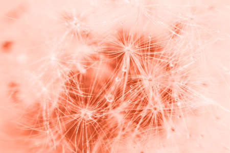 a drop of water on a dandelion. dandelion on a red background with copy space close-up.の写真素材