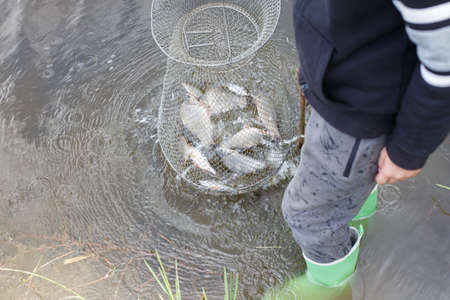 boy child fisherman lifts a fish net. Metal mesh cage is installed in the river water near the shore.の写真素材