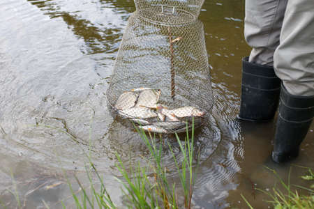fisherman lifts a fish net. Metal mesh cage is installed in the river water near the shoreの写真素材