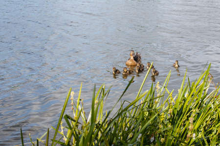 Mother duck with her group of beautiful, fluffy ducklings swimming together on a lake. wild animals in a pond.の写真素材