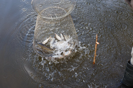 Metal mesh cage for fish is installed in the river water near the shoreの写真素材