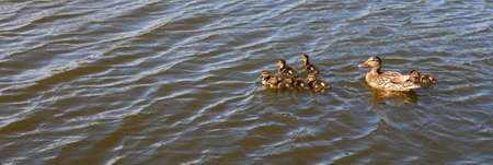 Mother duck with her group of beautiful, fluffy ducklings swimming together on a lake. wild animals in a pond. bannerの写真素材