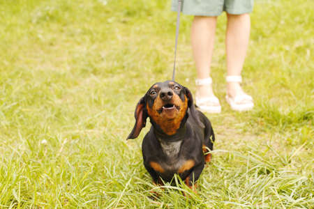 woman walks with the dog on a leash in the park. dachshund are barking near a woman's feet.の写真素材