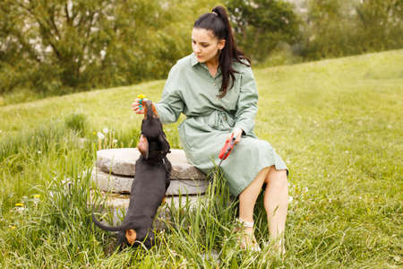 girl with her pet dog in the park. dachshund sniffing a dandelion flower.の写真素材