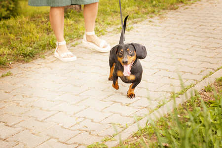 woman walks with the dog on a leash in on the park. dachshund near a woman's feet.の写真素材
