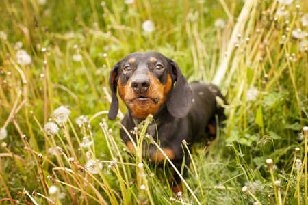 portrait of a cute dachshund dog in a field of dandelions.の写真素材