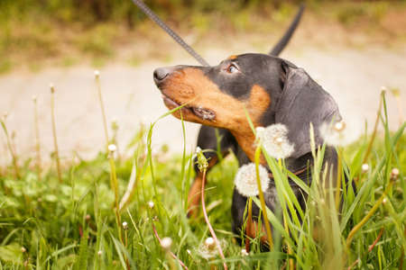 portrait of a cute dachshund dog in a field of dandelions.の写真素材