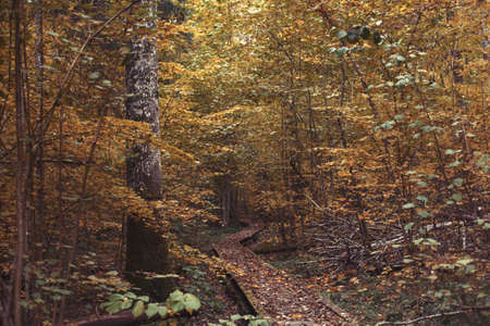 Pathway in the bright forest. Falling leaves.の写真素材